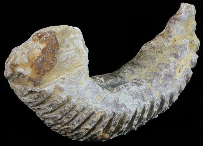 Cretaceous Fossil Oyster (Rastellum) - Madagascar #54444